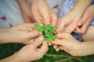 Many hands holding four leaf clovers